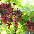 Vigne Raisin Mioulane MAP NPM90001212