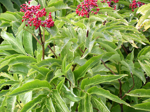 Sambucus microbotrys Flora