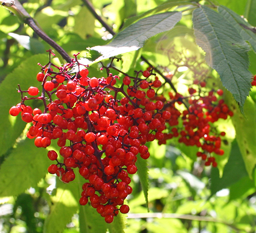 Sambucus racemosa fruit