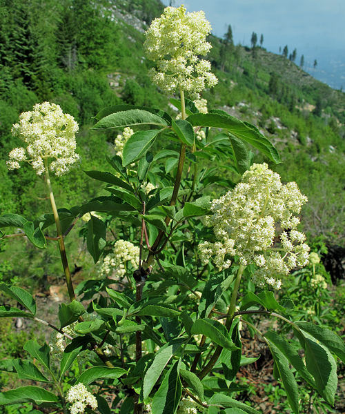 Sambucus callicarpa