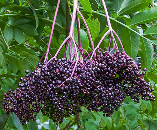 Sambucus canadensis