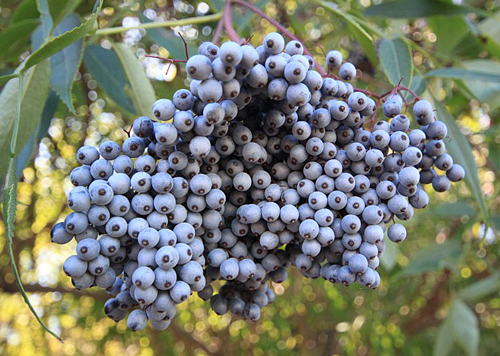 Sambucus cerulea Flora