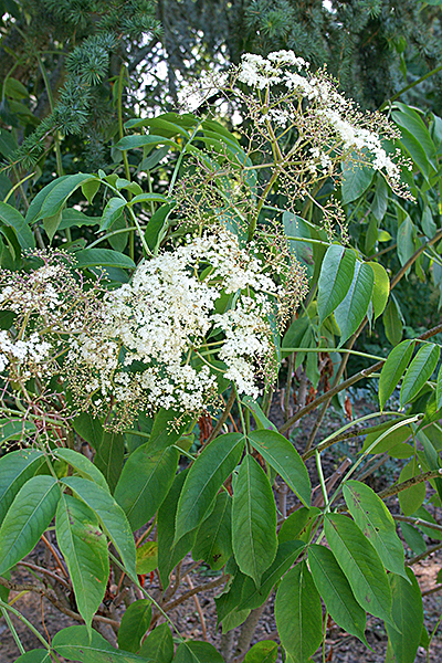 Sambucus ebulus MioulaneMAP NPM 2307515967