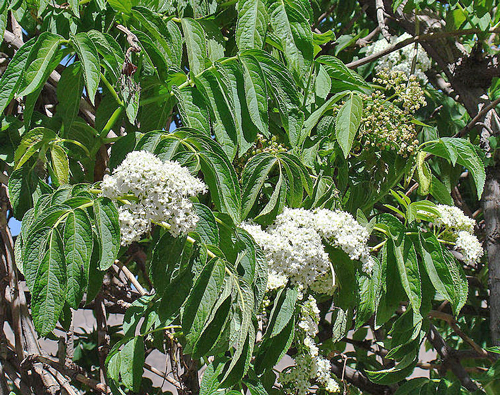 Sambucus peruviana Culbert