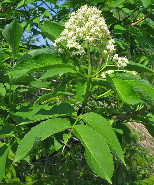 Sambucus sieboldiana