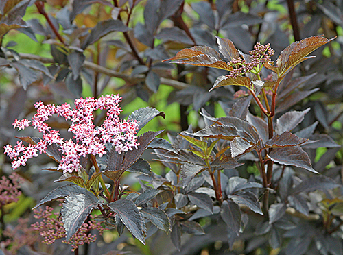 Sureau pourpre Mioulane NewsJardinTV IMG 7040