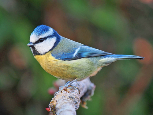 Mesange Bleue Fauna