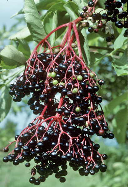 Sambucus nigra MAP PNI GIP0009314