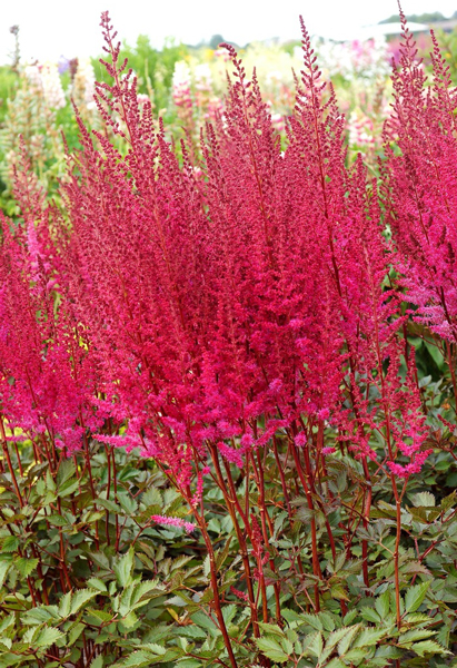 Astilbe Chocolate Cherry Flora