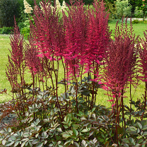 Astilbe Chocolate Cherry Plantarium