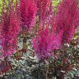 Astilbe Mighty Chocolate Cherry Vignette