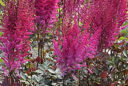 Astilbe Mighty Chocolate Cherry Vignette