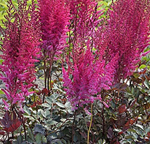 Astilbe Mighty Chocolate Cherry Vignette