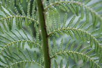 Dicksonia Fronde Mioulane XY7S9674