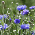 Bleuet Mioulane MAP NPM 850407553