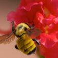 Bourdon Muflier Pollinisation Flora 59468125