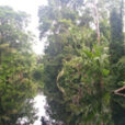 CostaRica Tortuguero foret reflet Mioulane 748154625