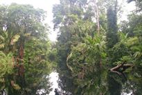 CostaRica Tortuguero foret reflet Mioulane 748154625