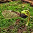 Erable Germination Flora