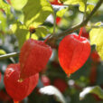 Physalis Mioulane MAP XY7S3074