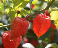 Physalis Mioulane MAP XY7S3074