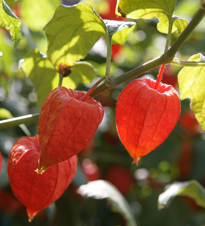 Physalis Mioulane MAP XY7S3074