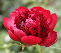 Pivoine Mioulane MAP NPM 850394812