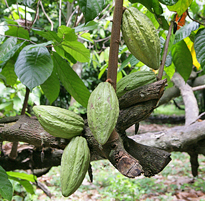 Theobroma cacao Mioulane MAP NPM 070722439