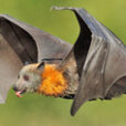 Chauve souris Vol Fauna