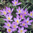 Crocus MAP ADE GIP0091381