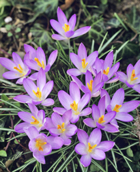 Crocus MAP ADE GIP0091381