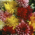 Dahlia Bouquet Mioulane MAP NPM GIP0003893