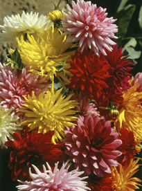 Dahlia Bouquet Mioulane MAP NPM GIP0003893