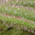 Drosera regia Mioulane MAP NPM 060522571