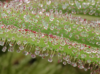 Drosera regia Mioulane MAP NPM 060522571