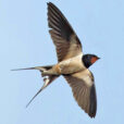 Hirundo rustica Vol Fauna