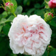 Rosa Clio Mioulane MAP NPM 914375933