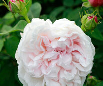 Rosa Clio Mioulane MAP NPM 914375933