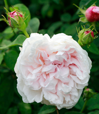 Rosa Clio Mioulane MAP NPM 914375933