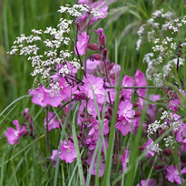 Silene dioica Pasquel MAP NPAC 1305211587