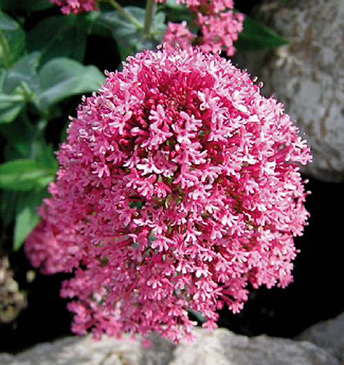 Centranthus longiflorus