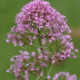 Centranthus Vignettte Pasquel MAP NPA 080702043