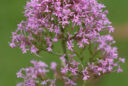 Centranthus Vignettte Pasquel MAP NPA 080702043