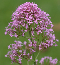 Centranthus Vignettte Pasquel MAP NPA 080702043