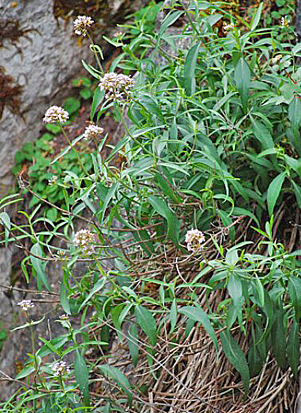 Centranthus amazonum Antonia Pessei