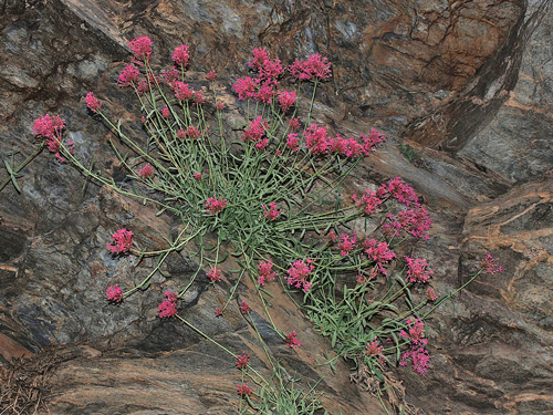Centranthus nevadensis Flora