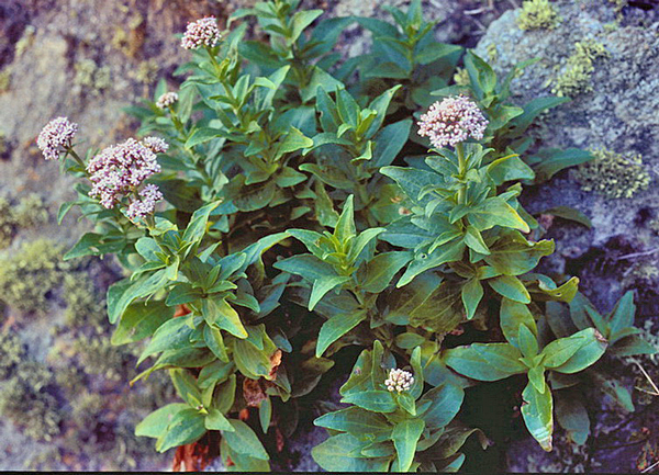 Centranthus trinervis