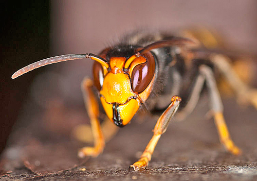 Frelon asiatique Fauna