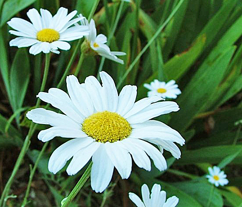 Tanacetum cinerariifolium Flora 26249831