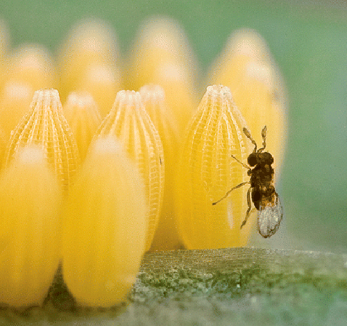 TrichogrammePonte Œuf Fauna